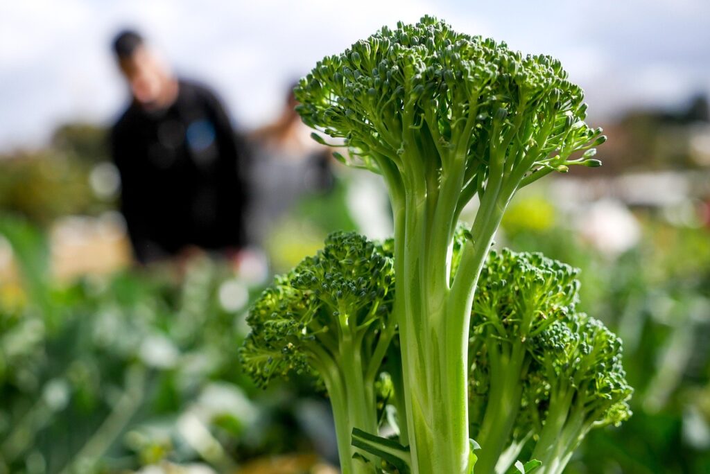 broccoli, vegetable, plant, organic, green, farm, fresh, healthy, farming, nature, broccoli, broccoli, broccoli, broccoli, broccoli