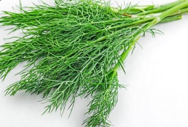 Dill