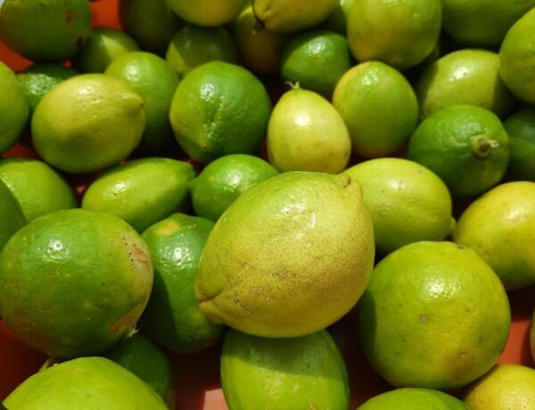 Lemon Green [local variety]