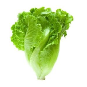 Lettuce: Green Ice