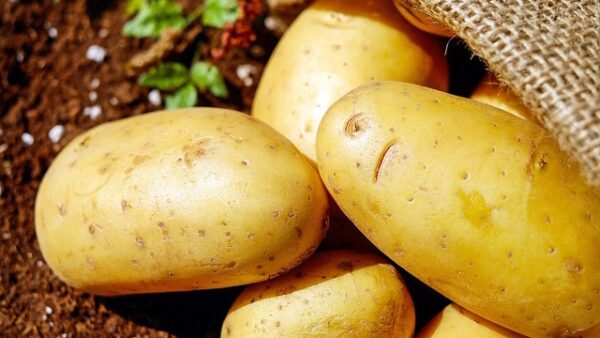 Potato: Jumbo [170-240g]