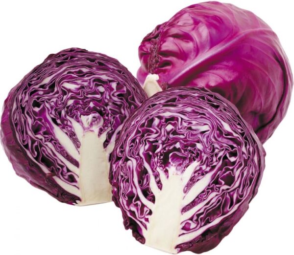 Cabbage Purple/Red