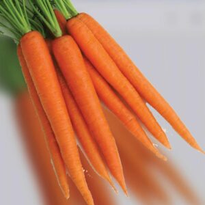 Carrot Medium