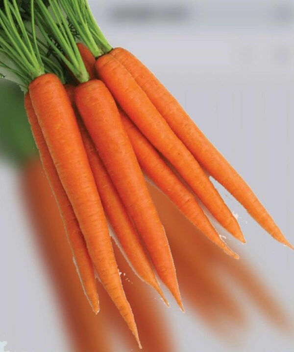 Carrot Medium