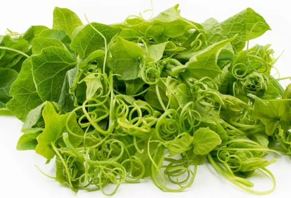 Chayote Tops