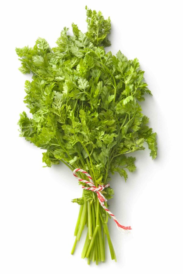 Chervil