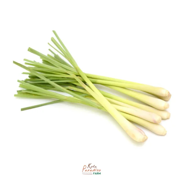 Lemon Grass