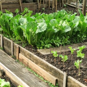 farm, agriculture, vegetable, lettuce, growth, organic, lettuce, lettuce, lettuce, lettuce, lettuce