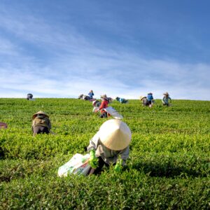 A group of farmers harvesting tea leaves in a verdant field under a clear blue sky.