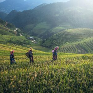 Scenic view of rice terraces with farmers in traditional wear during harvest season.